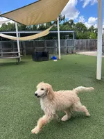 Kiwi, a female Poodle - Standard  for sale in Houston, TX – 4 of 5