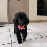 Pinky, a female Poodle - Standard  for sale in Houston, TX – 7 of 10