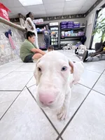 DOTTY, a female Great Dane for sale in Houston, TX – 6 of 7