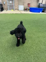 Lemon lime , a male Poodle - Standard  for sale in Houston, TX – 2 of 6