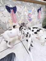 DOTTY, a female Great Dane for sale in Houston, TX – 7 of 7