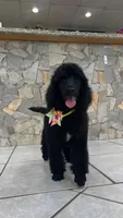 Lemon lime , a female Poodle - Standard  for sale in Houston, TX – 3 of 9