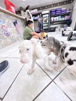 DOTTY, a female Great Dane for sale in Houston, TX – 5 of 7