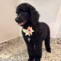 Lemon lime , a female Poodle - Standard  for sale in Houston, TX – 4 of 9