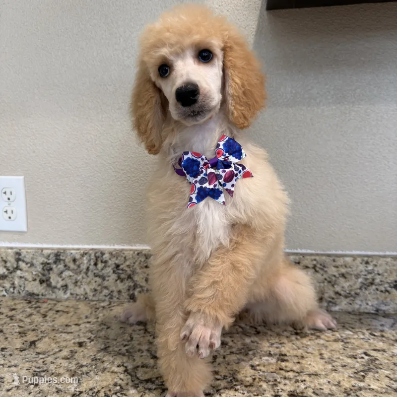 Berries  – Poodle - Standard  puppy for sale in Houston, TX