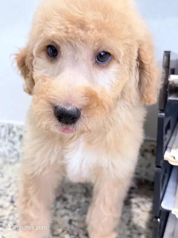 Mars  – Poodle - Standard  puppy for sale in Houston, TX