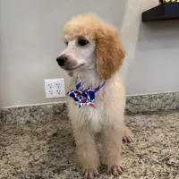 Berries , a female Poodle - Standard  for sale in Houston, TX – 5 of 7