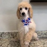 Berries , a female Poodle - Standard  for sale in Houston, TX – 3 of 7