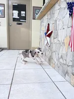 kibble, a female Great Dane for sale in Houston, TX – 3 of 7