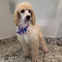Berries , a female Poodle - Standard  for sale in Houston, TX – 6 of 7