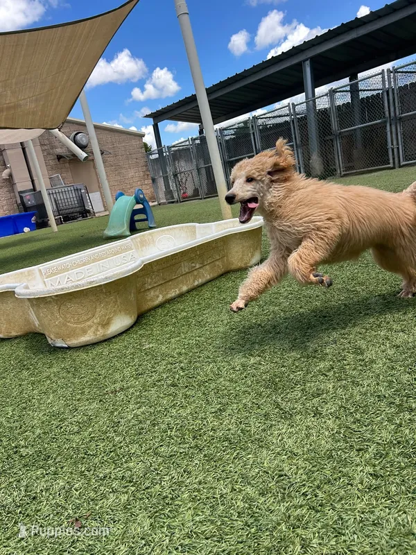 Berries  – Poodle - Standard  puppy for sale in Houston, TX