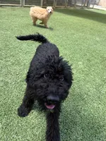 Lemon lime , a male Poodle - Standard  for sale in Houston, TX – 5 of 6