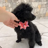 Pinky, a female Poodle - Standard  for sale in Houston, TX – 2 of 10