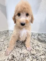 Mars , a male Poodle - Standard  for sale in Houston, TX – 6 of 6