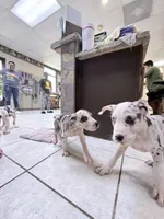 guillietta, a female Great Dane for sale in Houston, TX – 7 of 8