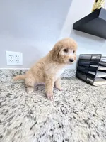 Mars , a male Poodle - Standard  for sale in Houston, TX – 4 of 6