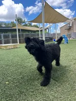 Lemon lime , a male Poodle - Standard  for sale in Houston, TX – 6 of 6