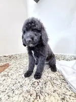 Bruno, a male Poodle - Standard  for sale in Houston, TX – 2 of 6