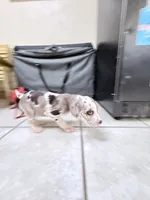 kibble, a female Great Dane for sale in Houston, TX – 6 of 7