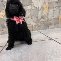 Pinky, a female Poodle - Standard  for sale in Houston, TX – 8 of 10