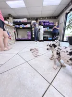 SPOTTY, a female Great Dane for sale in Houston, TX – 5 of 6