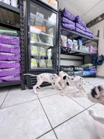 guillietta, a female Great Dane for sale in Houston, TX – 2 of 8