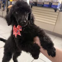 Pinky, a female Poodle - Standard  for sale in Houston, TX – 6 of 10