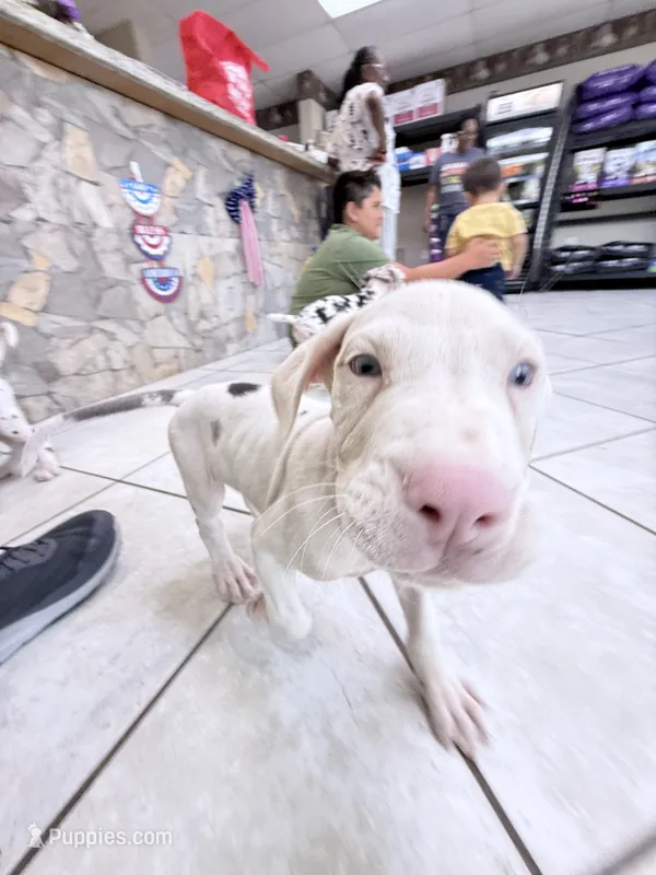 DOTTY – Great Dane puppy for sale in Houston, TX