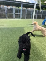 Lemon lime , a male Poodle - Standard  for sale in Houston, TX – 4 of 6