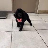 Pinky, a female Poodle - Standard  for sale in Houston, TX – 3 of 10