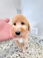 Mars , a male Poodle - Standard  for sale in Houston, TX – 5 of 6