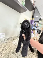Bruno, a male Poodle - Standard  for sale in Houston, TX – 4 of 6