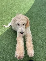 Kiwi, a female Poodle - Standard  for sale in Houston, TX – 3 of 5