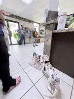 guillietta, a female Great Dane for sale in Houston, TX – 5 of 8