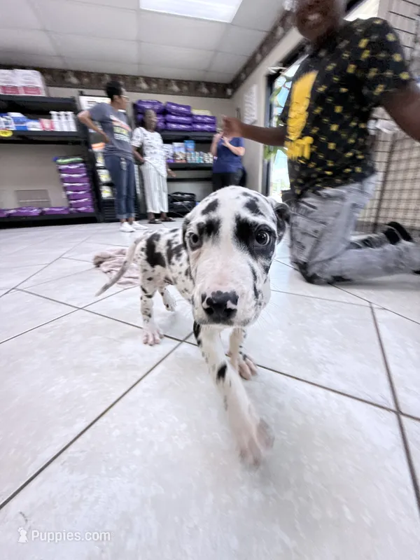SPOTTY – Great Dane puppy for sale in Houston, TX