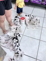 guillietta, a female Great Dane for sale in Houston, TX – 8 of 8