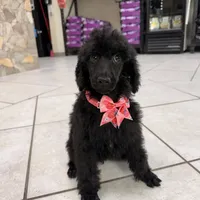 Pinky, a female Poodle - Standard  for sale in Houston, TX – 4 of 10