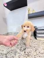 Mars , a male Poodle - Standard  for sale in Houston, TX – 3 of 6