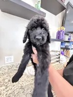 Bruno, a male Poodle - Standard  for sale in Houston, TX – 3 of 6