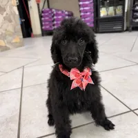 Pinky, a female Poodle - Standard  for sale in Houston, TX – 10 of 10