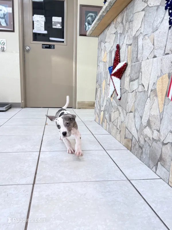 kibble – Great Dane puppy for sale in Houston, TX