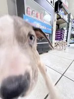 kibble, a female Great Dane for sale in Houston, TX – 5 of 7