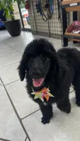 Lemon lime , a female Poodle - Standard  for sale in Houston, TX – 6 of 9
