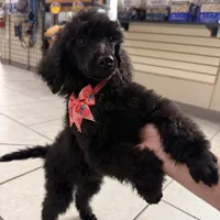 Pinky, a female Poodle - Standard  for sale in Houston, TX – 9 of 10