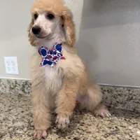 Berries , a female Poodle - Standard  for sale in Houston, TX – 4 of 7