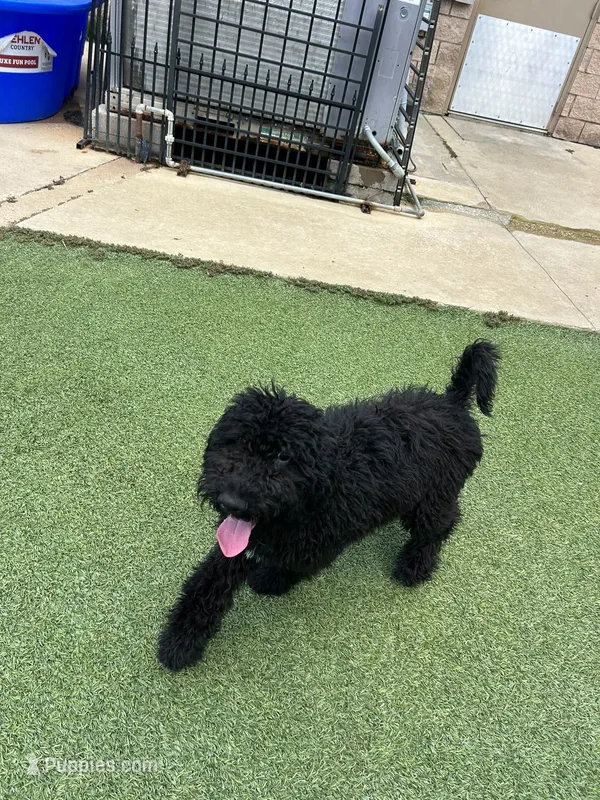 Lemon lime  – Poodle - Standard  puppy for sale in Houston, TX