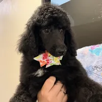 Lemon lime , a female Poodle - Standard  for sale in Houston, TX – 8 of 9