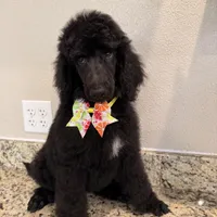 Lemon lime , a female Poodle - Standard  for sale in Houston, TX – 7 of 9