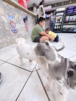 DOTTY, a female Great Dane for sale in Houston, TX – 3 of 7