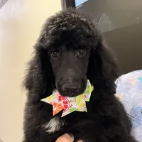 Lemon lime , a female Poodle - Standard  for sale in Houston, TX – 2 of 9